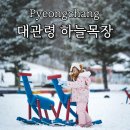 하도목장 | 대관령 양떼목장 하늘목장 눈오는 날 가니 분위기 미쳤어요