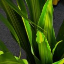 금잔디농원 이미지