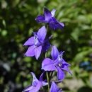 오늘의 탄생화 (4월 19일) 참제비고깔 (Larkspur) 이미지