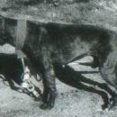 GR kennel 이미지