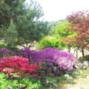 황룡뿌리(흑염소농장) 이미지