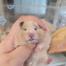 햄스터 라운지 이미지