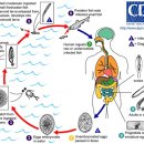 회충약 대신 디스토마약 먹어야 - 광절열두조충 이미지