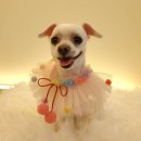 바니펫살롱 이미지