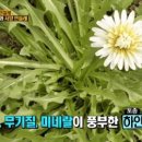 하얀민들레 이미지