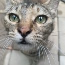 이동꽃마을 이미지