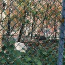 국립공원공단 국립공원연구원 북부보전센터 이미지