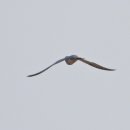 낙동강변19 이미지