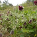 성이 염소농장 이미지