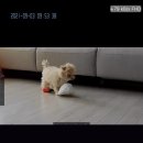 몽그라미펫 이미지