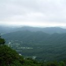 상주 상현리 반송 이미지