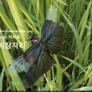 희귀한 방랑자 비래충 나비잠자리 ♀ Butterfly Dragonfly 이미지