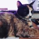 케이푸디 이미지