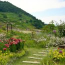 시골할매 이미지