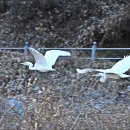 백로
