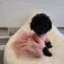 아리스타펫호텔 이미지