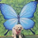 펫바비 | 거제애견미용 블링블링펫 마스코트 바비 애견카페 갔어요~