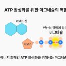 마그네슘 은? 7가지 및마그네슘 부족 이미지