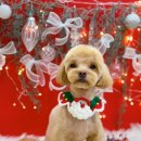 하이몽 애견미용실 이미지