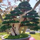 정부세종청사 시외버스터미널 이미지