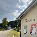 삐삐애견 | 안동 애견동반 카페- 카페 하모하모 방문 후기