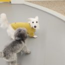 마조르댕 이미지