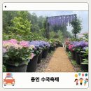 안성시민의 날 기념음악회 | 2026 경기도 용인 자작나무숲 수국축제 언제까지? 입장료 주차 가는길 후기