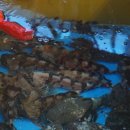 거진항(판매장) 이미지