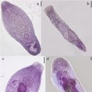 대서양 대구 피부 흑점병 (black spot disease) 원인 2생목 흡충 Cryptocotyle lingua 이미지