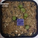 요미야 놀자 이미지