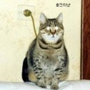 고냥이네 이미지