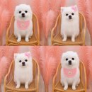 멍멍애견미용 | 청주 복대동애견미용 멍멍하개 포메 폼피츠 위생미용 목욕 후기