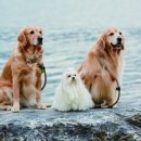 도그조아 이미지