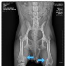 꼬마동물병원 이미지