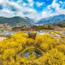 (축제) 어서 와~! 오랜만이라 더 반가운 '구례산수유꽃축제'로! 이미지