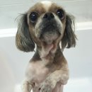 24시청주i동물병원 이미지