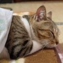 옹기종기 이미지