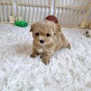 부산강아지분양 앨리펫 이미지