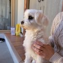 왈왈상점 이미지