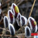 버들강아지 이미지