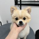 인생멍컷 이미지