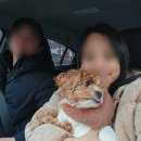 애견미용실 | 모카 미용 다녀온 날, 안양 애견미용 댕며들개 안양동 애견미용실 후기