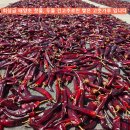 햇 태양초 두물건고추/고춧가루 50% 맛보기 이벤트 이미지