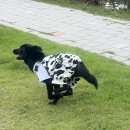 울산북구생활문화센터 화장실 | 울산 반려동물 문화센터 애니언파크 / 이용료 / 중대형견 운동장 / 강아지 훈련