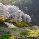 개화-꽃의 노래 이미지