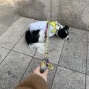 댕이요 펫택시 이미지