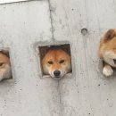 삼형제푸드 이미지