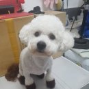 뽀삐살롱 이미지