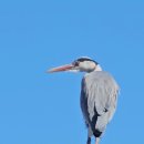 ■ Great blue heron & Kkokkio 이미지