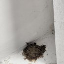 괴산시외버스공용터미널 | 괴산 공용시외버스터미널과 어머니 댁 베란다에서 만난 제비 가족